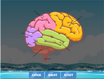 diagram of the human brain labelled